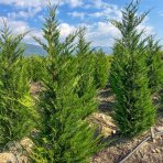 Cyprusovec leylandský (Cupressocyparis leylandii) - výška 30-50 cm, kont. C2L